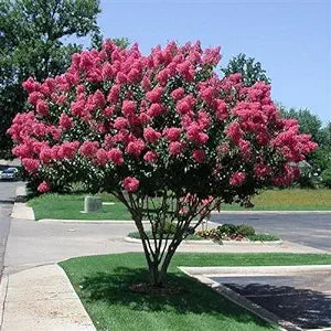 Monmouth Beach Landscaper | Shrub Pruning