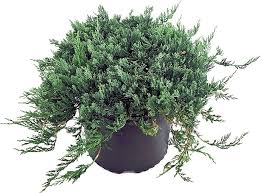 Rumson Landscape Planting | Rumson, NJ