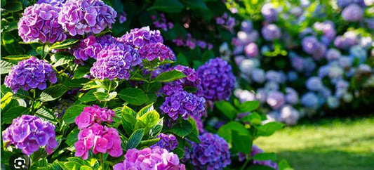 Best Value Property Care | Hilton Head