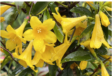 South Carolina Native Plants
