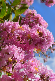 Red Bank Landscaper | Red Bank NJ