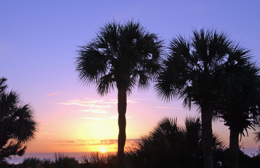 Sea Pines Palm Tree planting | Hilton Head SC 29928