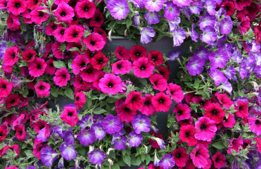Sea Pines Landscape Design | Hilton Head SC 29928