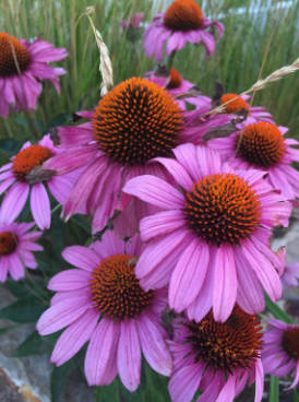 Deal Gardener Services | Deal NJ