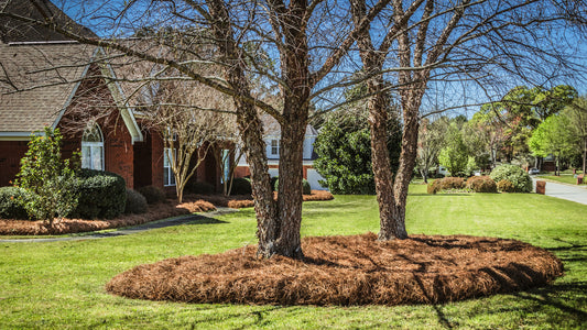 #1 Rated Sea Pines Landscaper - Hilton Head 29928