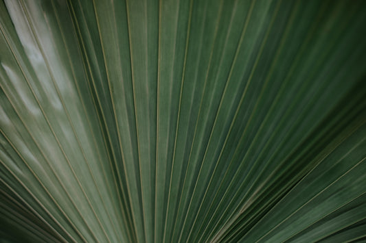 palmetto-dunes-resort-landscape-design-installation