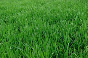 Red Bank Landscaper | Lawn Mowing