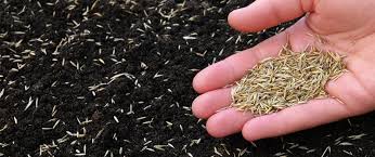 Sea Pines Lawn Seeding