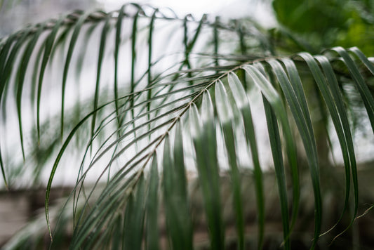 Sea Pines Landscaper | Hilton Head Island 29928
