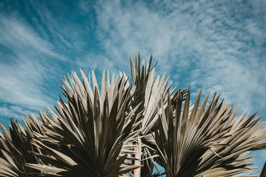 #1 Rated Sea Pines Landscape Company | Hilton Head 29928