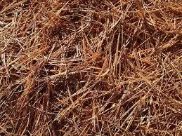 Sea Pines Pine Straw Installation | Sea Pines Plantation