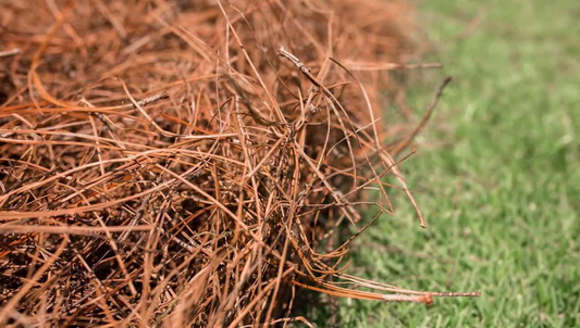 Sea Pines Hilton Head | Pine Straw Installation
