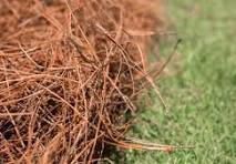 Hilton Head Island Pine Straw