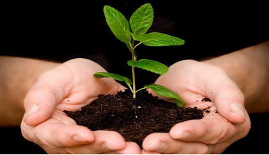 Moss Creek Landscape Services - Plant Health Care