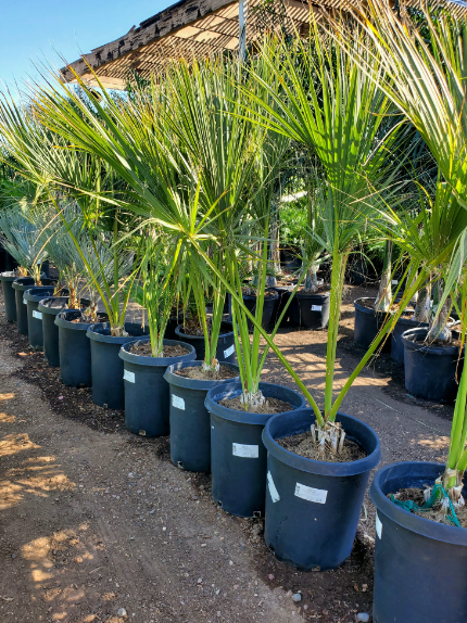 Palm Tree Planting Hilton Head