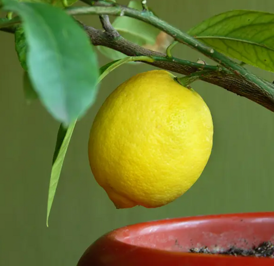 Hilton Head Myers lemon tree