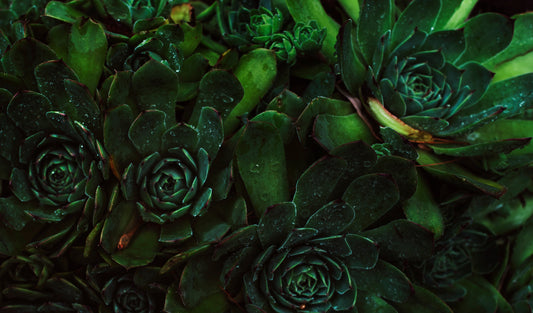 Singer Island FL Landscaper
