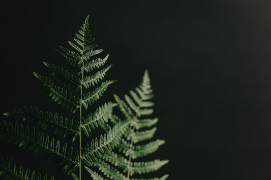 Sea Pines Landscape Company
