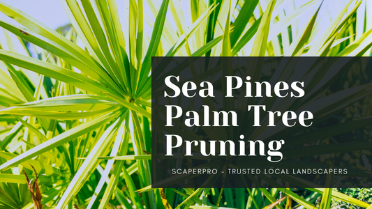 Sea Pines Palm Tree Pruning