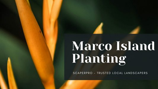 Marco Island Planting