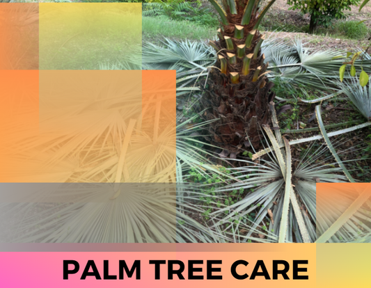 Sea Pines Palm Tree Maintenance