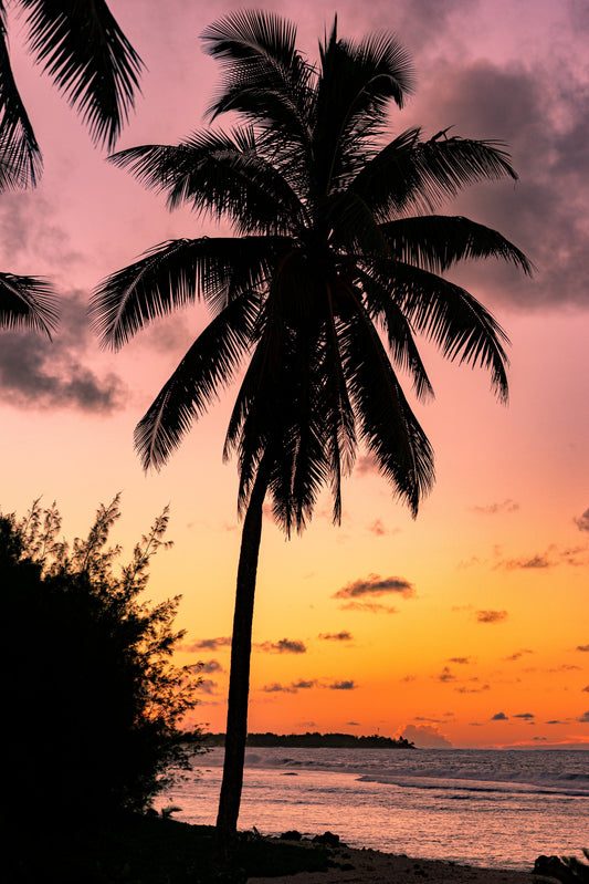 Marco Island Lawn Service | Marco Island Landscaper