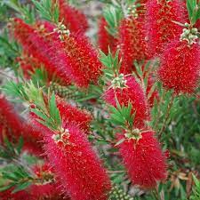 Bottlebrush Shrub, Red Cluster | Hilton Head
