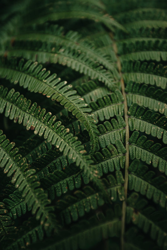 Wexford Plantation Landscaping: Your Guide to Finding the Perfect Local Pro