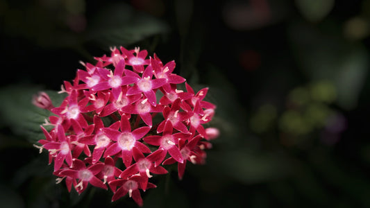 Shipyard Hilton Head Landscape Company