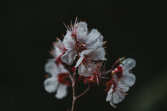 Sun City Bluffton Landscaper