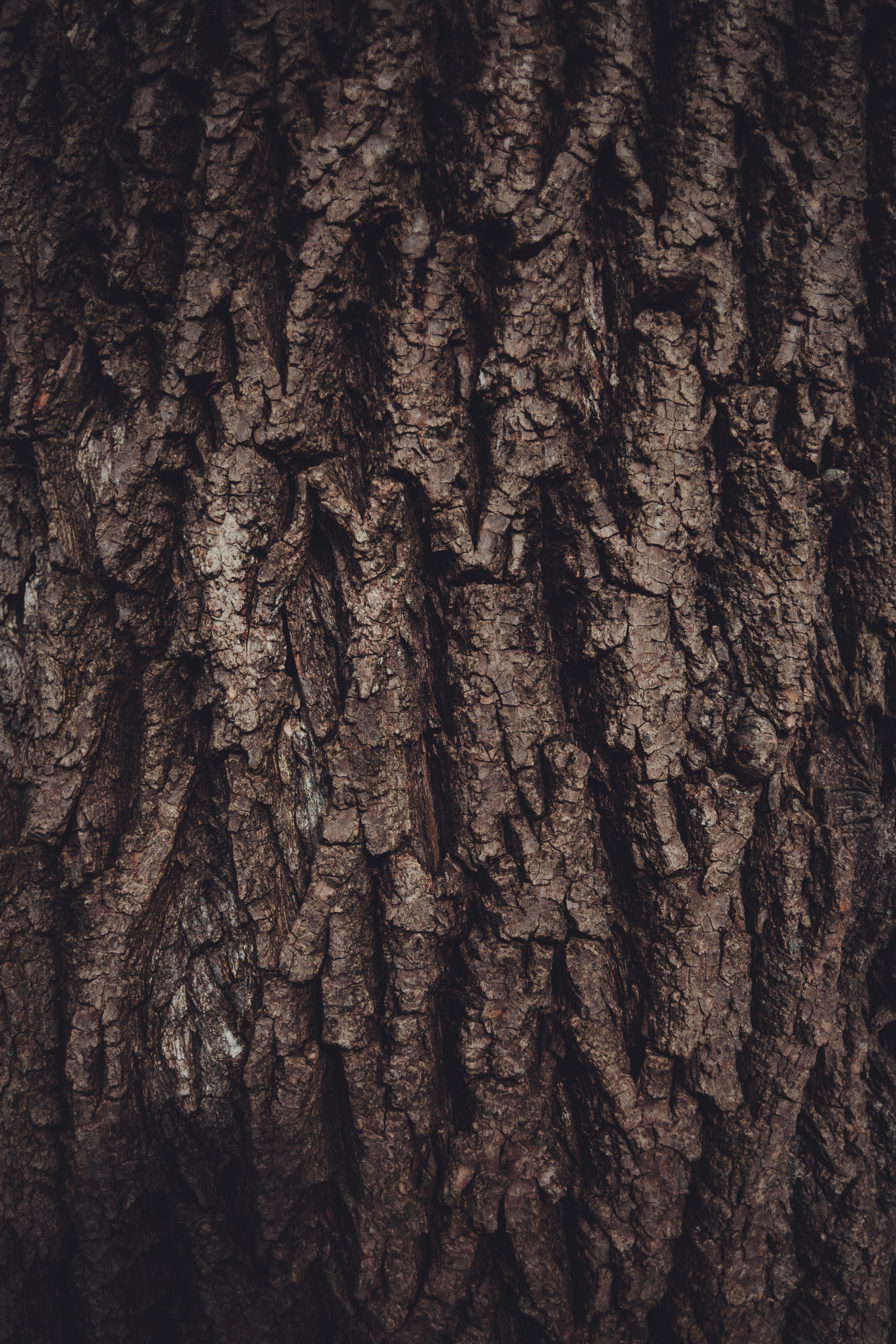 The Ultimate Guide to Princeton, NJ Tree Removal: What Homeowners Need ...