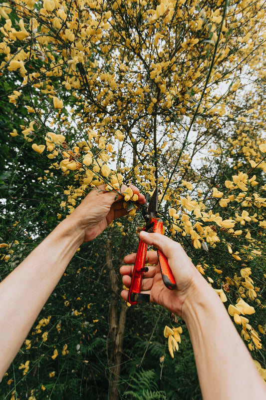 Colts Neck Gardener Services | Landscape Services