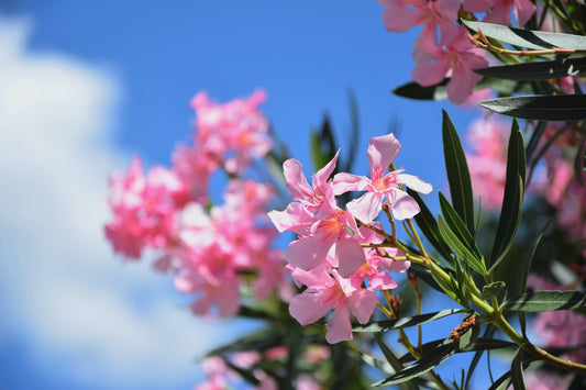 Boca Raton Landscape designer