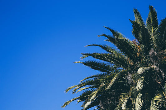 Marco Island Palm Tree Pruning | Marco Island Landscaper