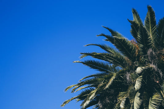 Hilton Head Landscape Company
