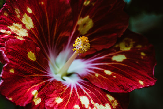 Naples HOA Landscape Vendor Management | No-Cost Vetted Partner