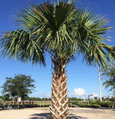 Indigo Run Hilton Head Palm Tree Installation