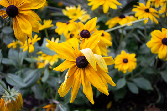 Hilton Head Plantation Lawn Care