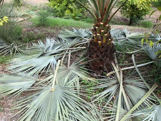 Palm Tree Pruning Sea Pines